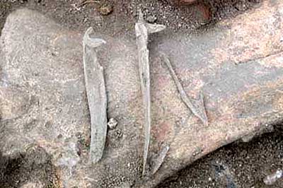 bird bones