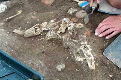 skull