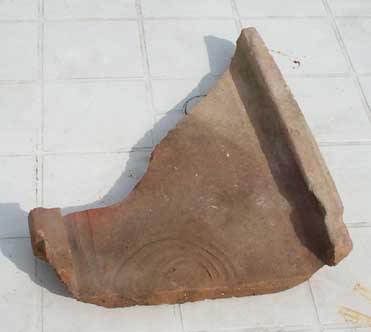 tegula