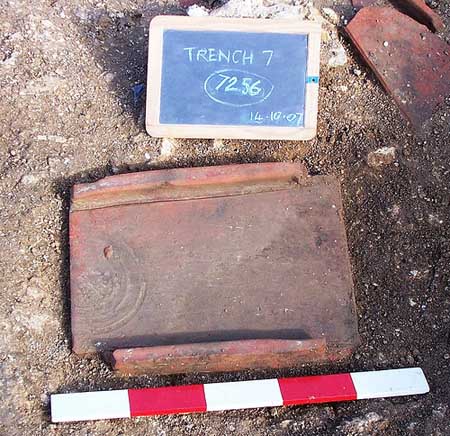 Tegula